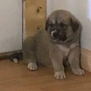 Meet your Posher, Ethel